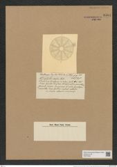 Actinoptychus crosus Castr. (de-Toni-Nr.: Genus 227, Species 5556) Zeichnungen Sammlung Grunow Nr. 9584 (NHMW-BOT-W0379400)